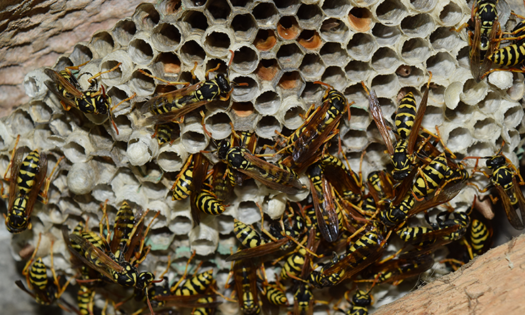 Wasps